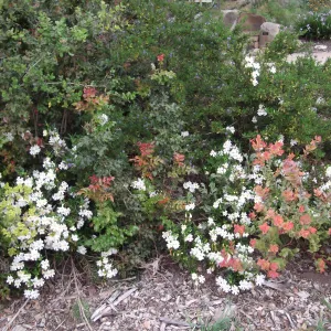 border in bloom, SBBG