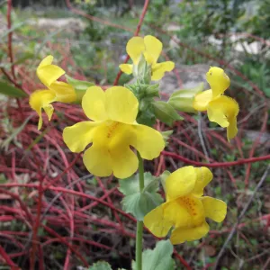 yellow mimulus in bloom