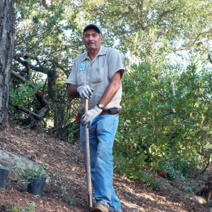 Manuel Gonzalez laying out new plants, Arroyo Section, SBBG