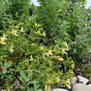 Monkeyflower (Mimulus) in bloom