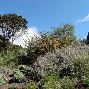 Fremontodendron (Flannel Bush)and Salvia (sage), Porter Trail, Santa Barbara Botanic Garden