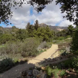 path along east side of Meadow, Santa Barbara Botanic Garden