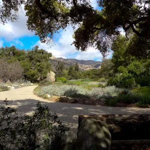 view to La Cumbre Peak, Meadow view from entrance oak, Santa Barbara Botanic Garden