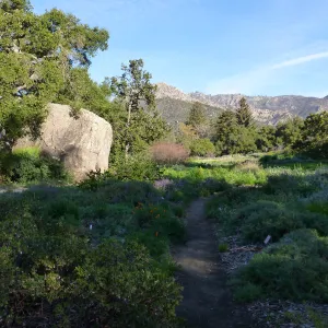 Blaksley Boulder, SBBG Meadow, Spring 2012