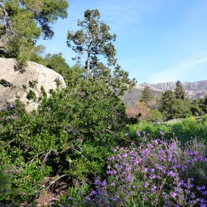 Blaksley Boulder, SBBG Meadow, Spring 2012