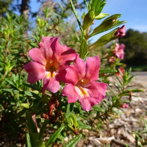 Mimulus (monkeyflower) blooming at the foot of the Blaksley Boulder