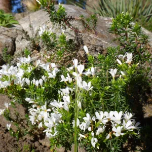 Linanthus floribundus blooming in the Desert Section
