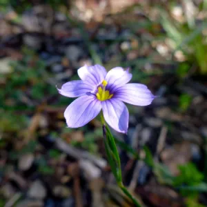 Sisyrinchium (blue-eyed grass) blooming in the lower Meadow display garden