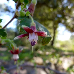 Ribes, (Currant, Gooseberry )SBBG Arroyo Section
