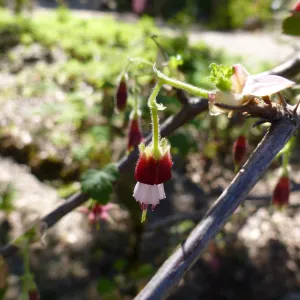 Ribes, (Currant, Gooseberry ) SBBG Arroyo Section