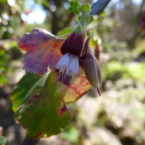 Ribe (Currant, Gooseberry )s, SBBG Arroyo Section
