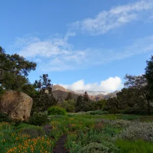 early morning in the Meadow, snow on the mountains, view to Arlington Peak, Santa Barbara Botanic Garden