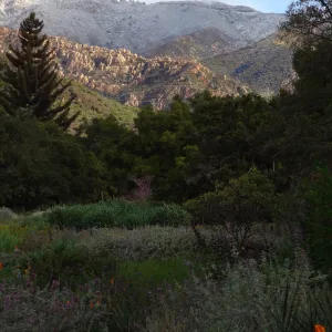snow on the mountains above the Santa Barbara Botanic Garden