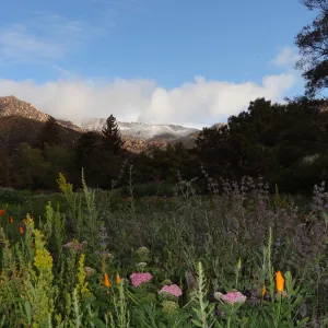 snow on the mountains above the Santa Barbara Botanic Garden, wildflowers in the Meadow
