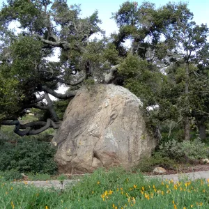 Blaksley Boulder, Santa Barbara Botanic Garden