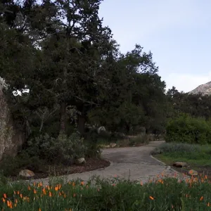 Blaksley Boulder panorama, Santa Barbara Botanic Garden