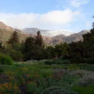 snow on the mountains, camera on tripod, early morning in the Meadow, Santa Barbara Botanic Garden