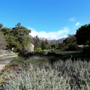 snow on the mountains, Blaksley Boulder, Meadow, Santa Barbara Botanic Garden