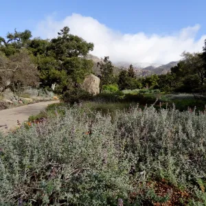 snow on the mountains, Blaksley Boulder, Meadow, Santa Barbara Botanic Garden