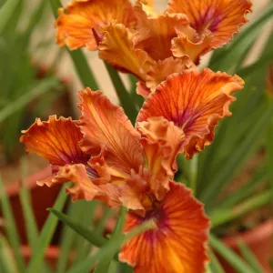 Iris 'Patrick's Halloween', Spring Plant Sale 2012