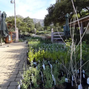 Spring Plant Sale, plant lineup, in the Courtyard, Santa Barbara Botanic Garden