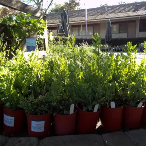 Romneya coulteri, Matilija poppy plant lineup, Spring Plant Sale, Santa Barbara Botanic Garden