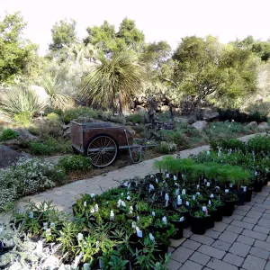 Spring Plant Sale, cart, plant lineup, Santa Barbara Botanic Garden