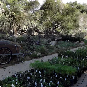 Spring Plant Sale panorama, plant lineup, Santa Barbara Botanic Garden