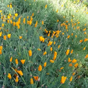 Spring Wildflowers panorama, poppies in the Meadow, Santa Barbara Botanic Garden