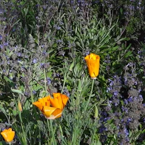Spring Wildflowers panorama, poppies in the Meadow, Santa Barbara Botanic Garden