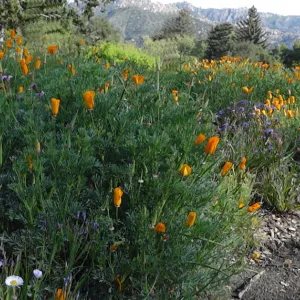 Spring Wildflowers panorama, poppies in the Meadow, Santa Barbara Botanic Garden