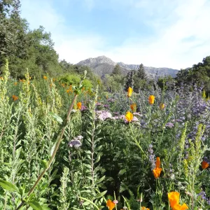 Spring Wildflowers in the Meadow, view to La Cumbre Peak, Santa Barbara Botanic Garden