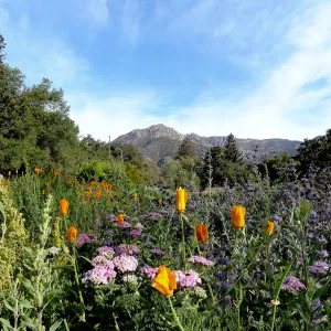 Spring Wildflowers in the Meadow, view to La Cumbre Peak, Santa Barbara Botanic Garden