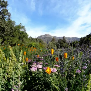 Spring Wildflowers in the Meadow, view to La Cumbre Peak, Santa Barbara Botanic Garden