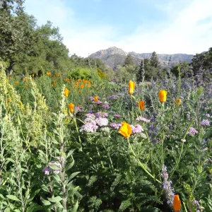 Spring Wildflowers in the Meadow, view to La Cumbre Peak, Santa Barbara Botanic Garden
