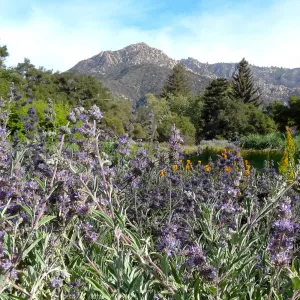 Spring Wildflowers in the Meadow, view to La Cumbre Peak, Santa Barbara Botanic Garden