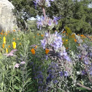 Blaksley Boulder panorama, wildflowers in the lower Meadow, Santa Barbara Botanic Garden