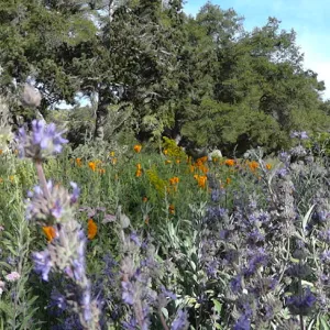 Blaksley Boulder panorama, wildflowers in the lower Meadow, Santa Barbara Botanic Garden