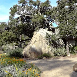 Blaksley Boulder panorama, lower Meadow, Santa Barbara Botanic Garden