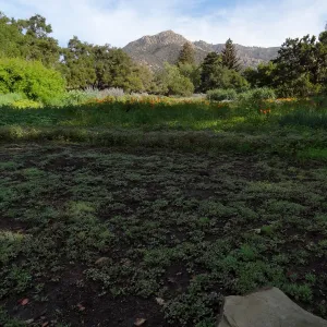 spring seedlings, Meadow view to La Cumbre Peak, Santa Barbara Botanic Garden
