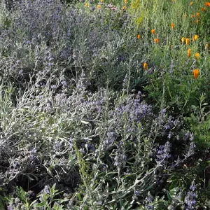 Meadow wildflowers panorama, Santa Barbara Botanic Garden