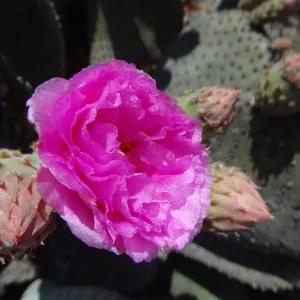 spring bloom, Desert Section, Santa Barbara Botanic Garden