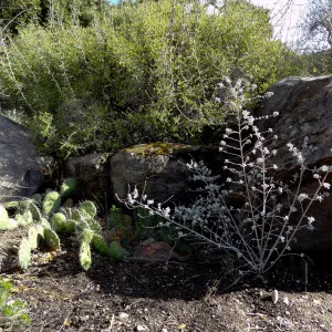 Desert Section, Santa Barbara Botanic Garden