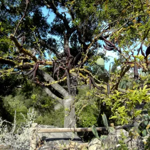 Desert Section, Santa Barbara Botanic Garden
