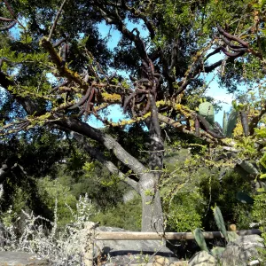 Desert Section, Santa Barbara Botanic Garden