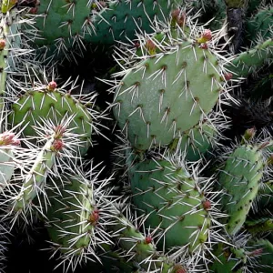 cactus panorama, Desert Section, Santa Barbara Botanic Garden