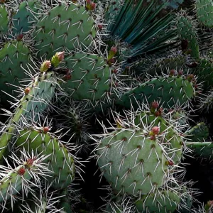 cactus panorama, Desert Section, Santa Barbara Botanic Garden