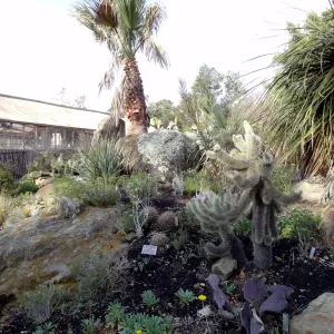 Desert Section, Santa Barbara Botanic Garden