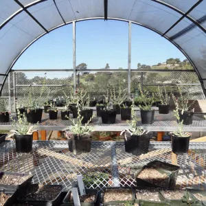 Conservation growing area, Santa Barbara jewelflower, Caulanthus amplexicaulis var barbarae