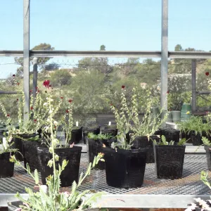 Conservation growing area, Santa Barbara jewelflower, Caulanthus amplexicaulis var barbarae